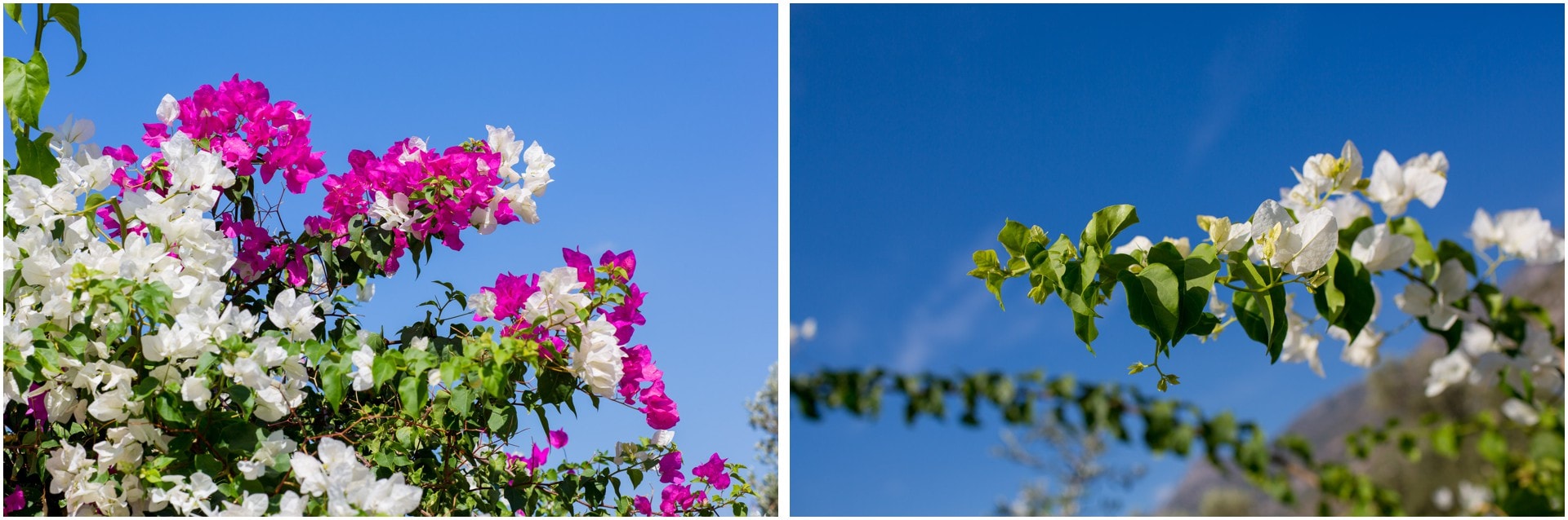 flowers against a blue sky