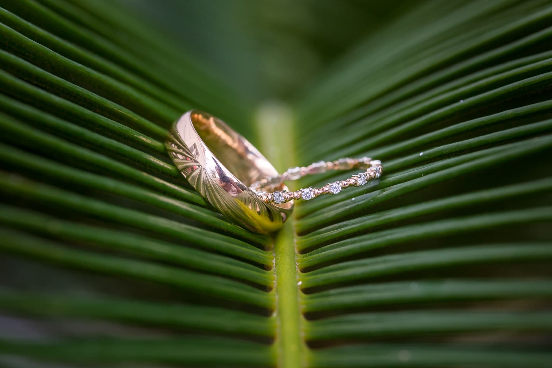 wedding rings on palm leaf