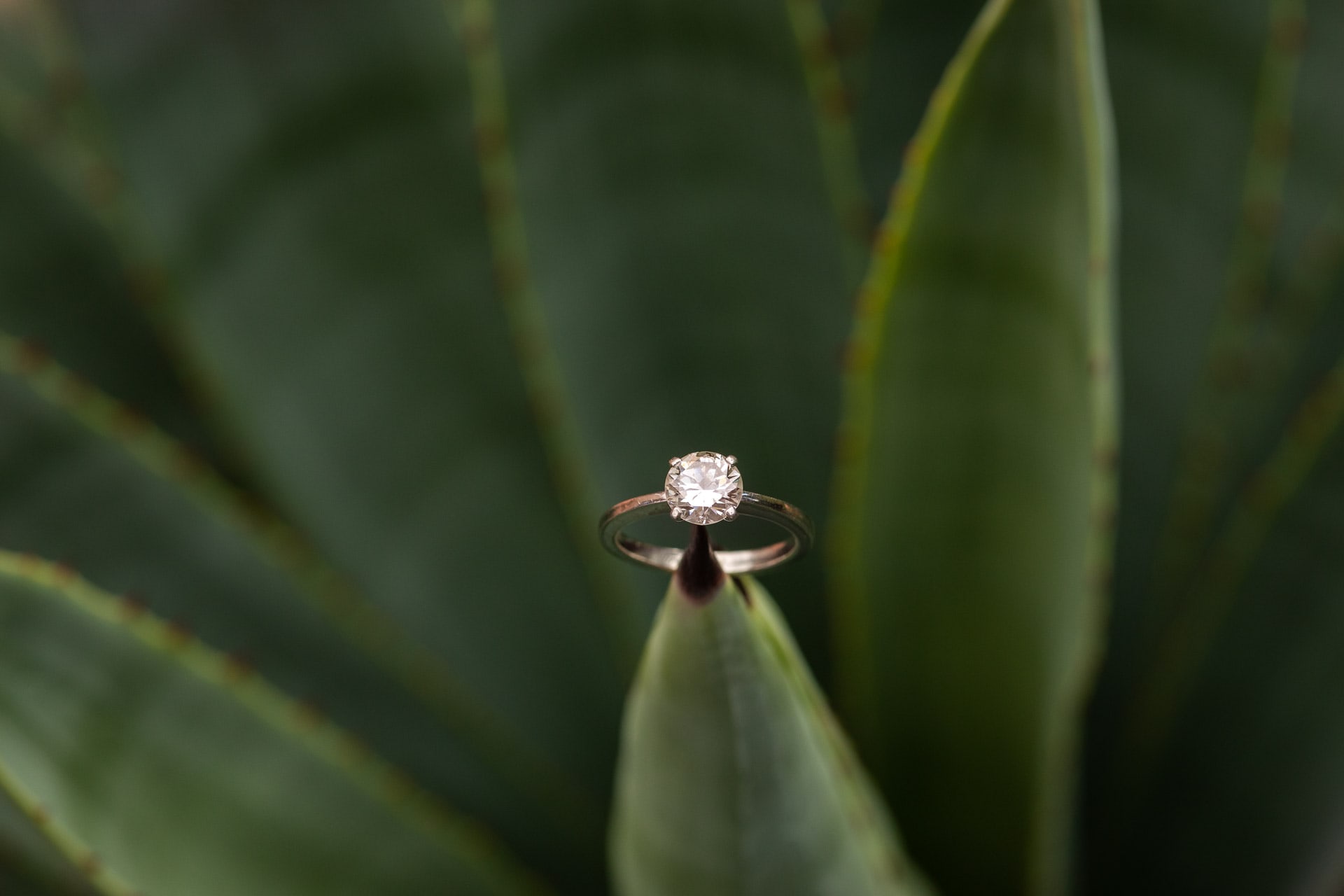 engagement ring on a cactus