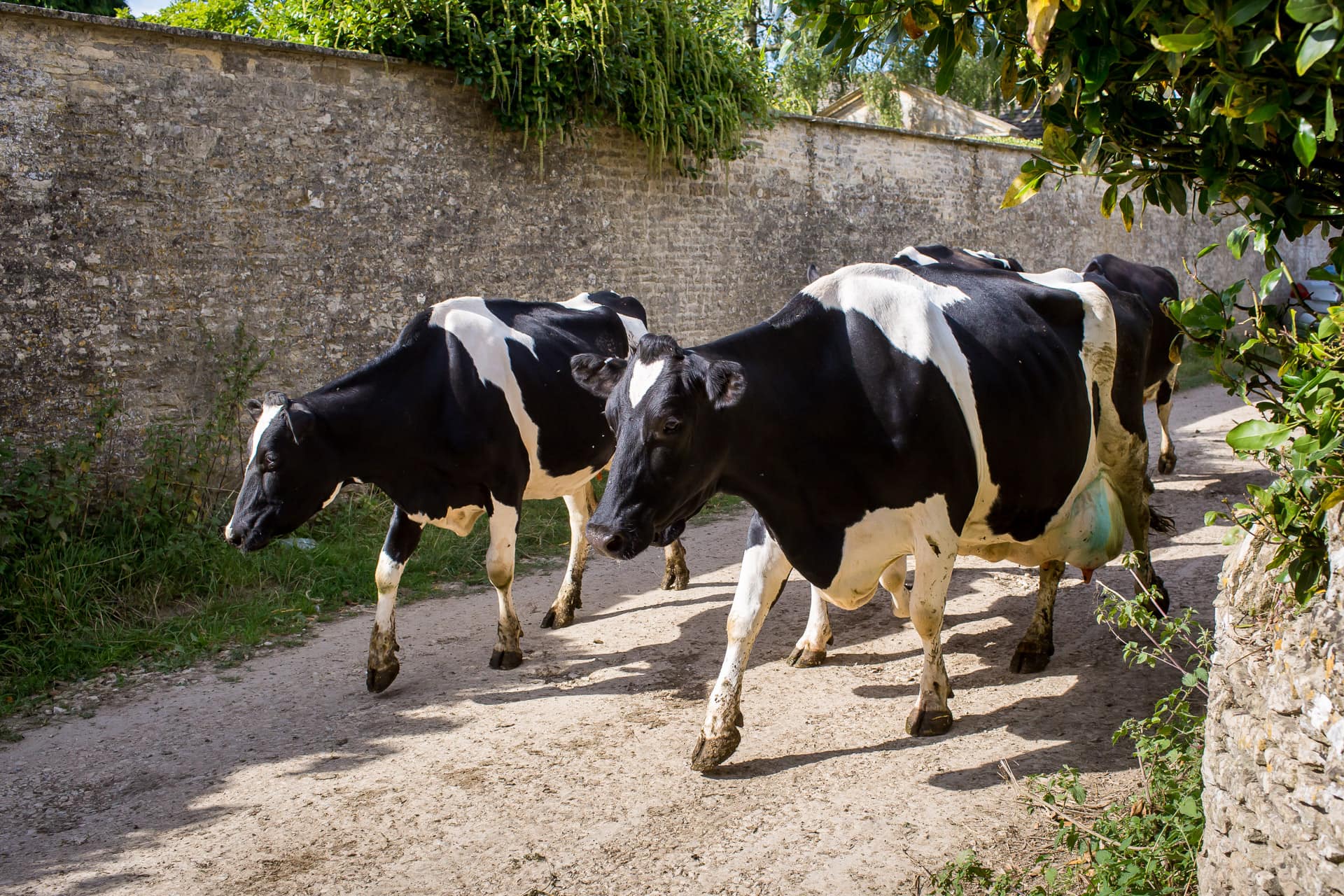 cows at Barnsley House