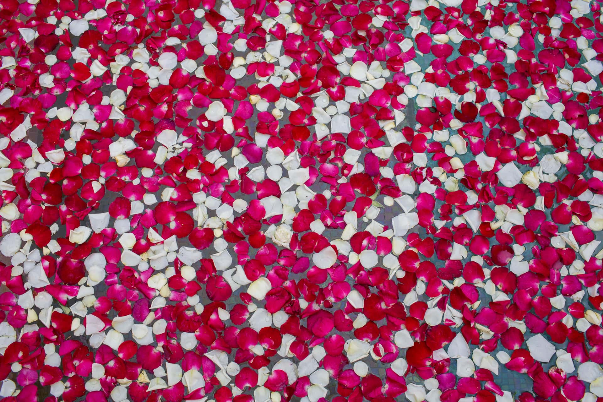petals in swimming pool